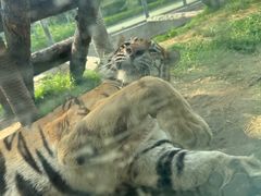 -西霞口神雕山野生动物世界