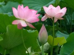 -锦江之星(武汉黄鹤楼复兴路地铁站店)