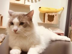 -酷豆宠物咖啡·宠物美食·撸猫馆