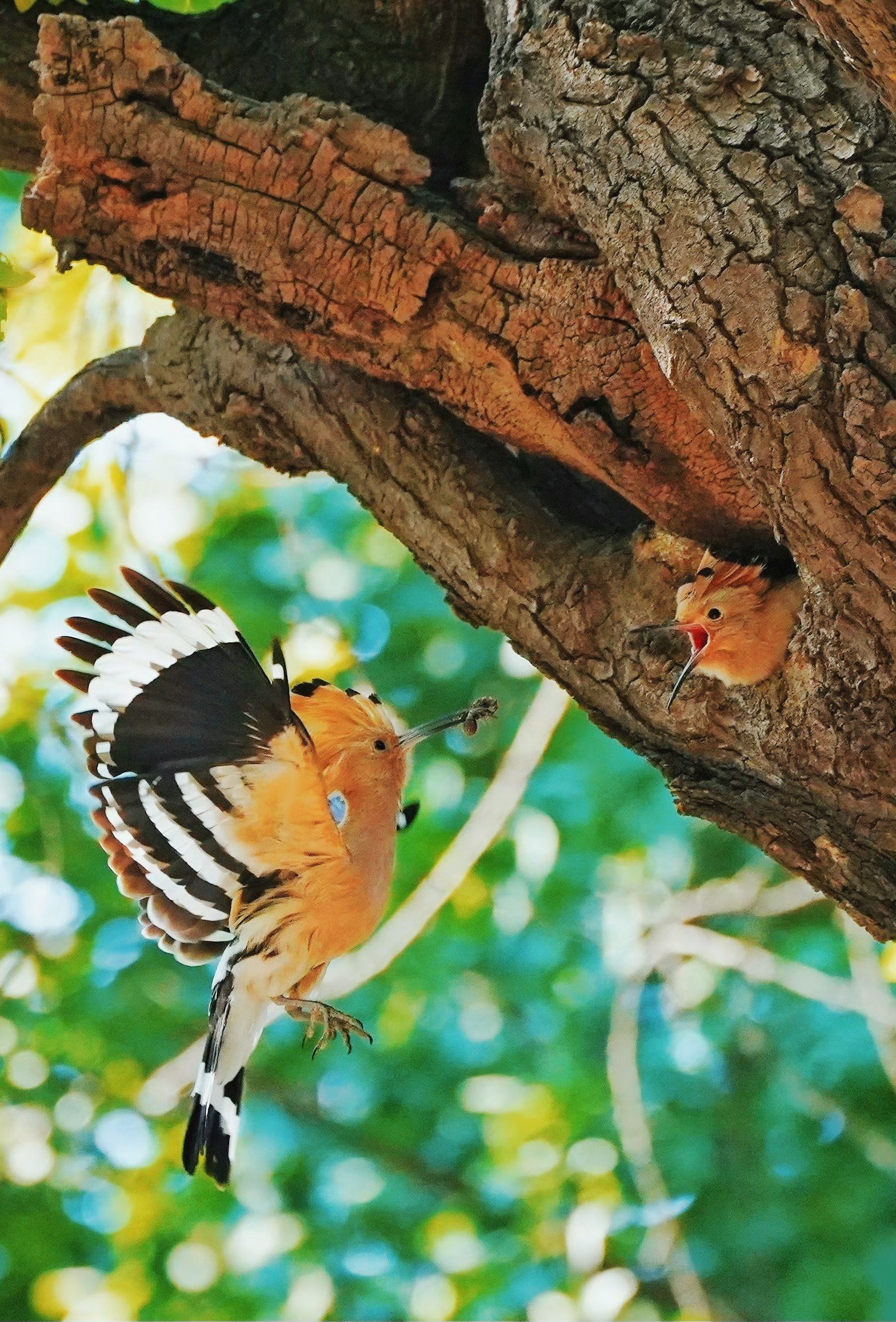 世上只有妈妈好|戴胜鸟哺雏92