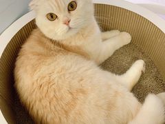 -喵的天空名猫咖啡馆·撸猫·猫舍·用品