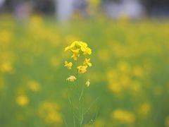 -长洲岛