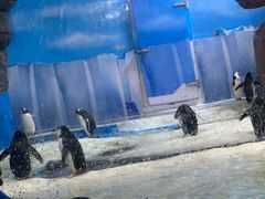 -海合安成都极地海洋公园