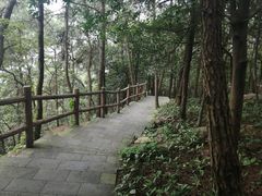 -铁山坪森林公园