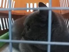 -诺比宠物医院心脏内科·泌尿肾内外科·骨科急重症
