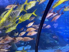 -太平洋海底世界