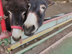 -南宫五洲植物乐园