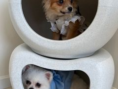 -怪兽屋·羊驼·猫咖·狗咖(俊华广场店)