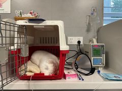 -伟伟宠物医院·CT影像中心·瑞派犬猫综合性门诊(汉口总院)