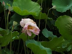 -荔湾湖公园