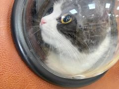 -中农大我爱我爱动物医院·核磁CT·猫病·24小时夜诊中心(石佛营店)