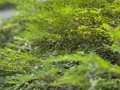 -东莞植物园