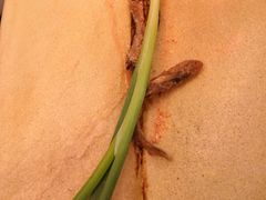 -赵记煎饼卷大葱(东岳店)