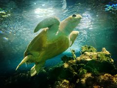 -上海海洋水族馆