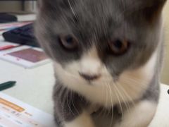 -安安宠医宠物医院·异宠·犬猫内科(岳阳分院)
