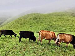 -萍乡武功山风景名胜区