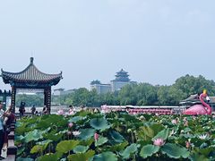 -莲花池公园
