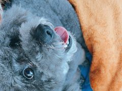 -熊小胖宠物生活馆(天华园店)