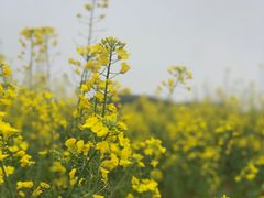 -铜锣山矿山公园