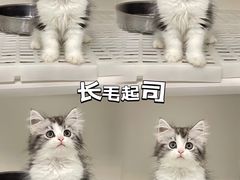 -lincat·猫舍(广州店)