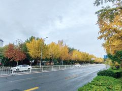 -三里屯东五街银杏大道