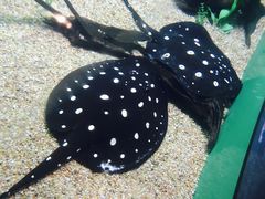 -瑞普利水族馆