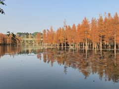 -白鹭湾湿地公园