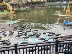 -西双版纳原始森林公园