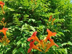 -海文实验幼儿园