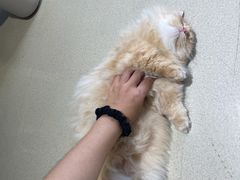 -藏猫猫咖啡主题馆(中央大道店)