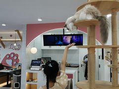 -喵园·猫主题咖啡厅·撸猫·猫咖(国贸店)