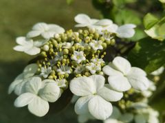 -蜀冈西峰生态公园