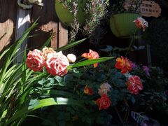 -龙姐私房菜(和顺古镇店)