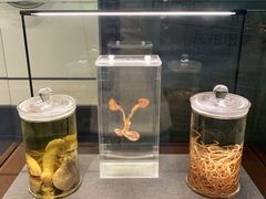 -四川大学博物馆