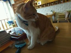 -猫咖时代(中山亭店)