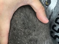 -爱侣宠医·鹦鹉专科·小型哺乳类·异宠专科(灵石路店)