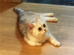 -猫大福·Fortune Cat猫舍(百子湾店)
