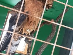 -西霞口神雕山野生动物世界