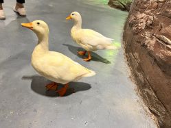 -Zoolung Zoolung动物主题公园(海信广场店)