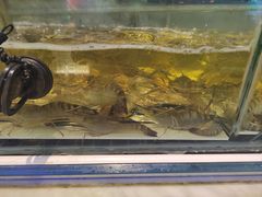 -川骄海鲜自助(河东店)
