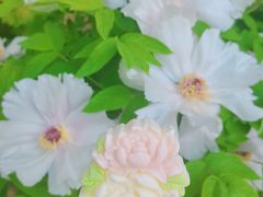 -洛阳市隋唐城遗址植物园