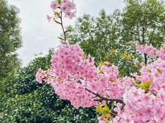 -顾村公园