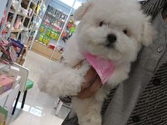 -翊宠yipet猫狗购宠庄园犬舍•猫舍