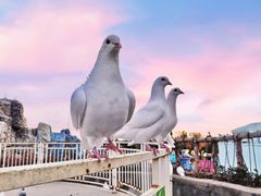 -海合安青岛极地海洋公园