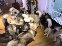 -Husky Go! 哈士奇体验馆·宠物咖啡厅狗咖