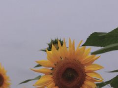 -映月湖中央公园