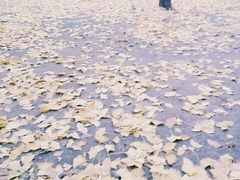 -咸阳湖景区-古渡公园