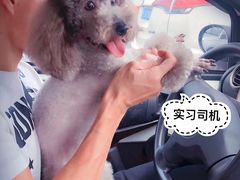 -PETKIT小佩宠物·低压洗护(国顺东路店)