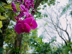 -深圳市中科院仙湖植物园