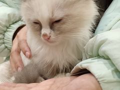 -楼上猫咖(罗湖店)